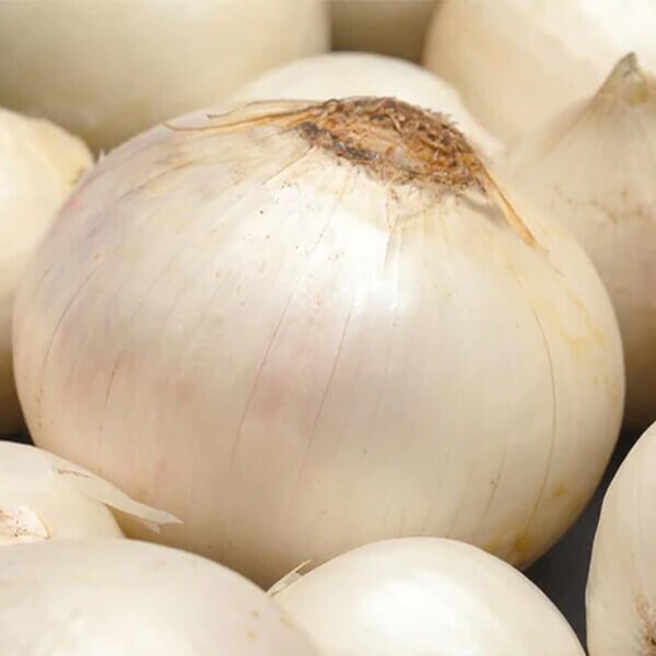 West Coast Seeds Storage Onion